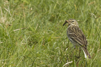 Anthus pratensis